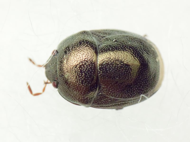 Thyreocoris scarabaeoides (Linnaeus, 1758)